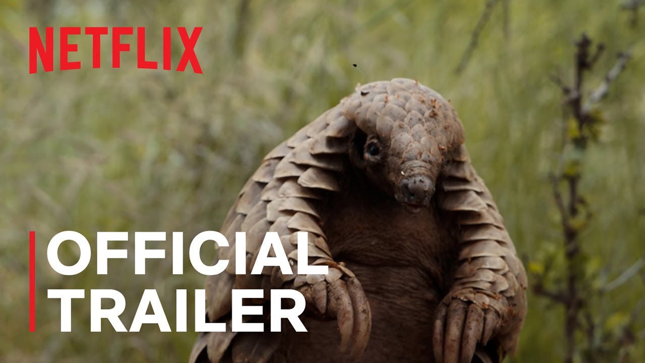 Pangolin: Kulu’s Journey | Official Trailer