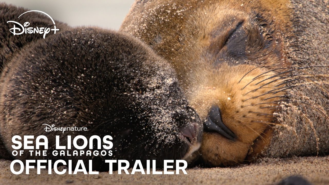 Disneynature’s Sea Lions of the Galápagos | Official Trailer