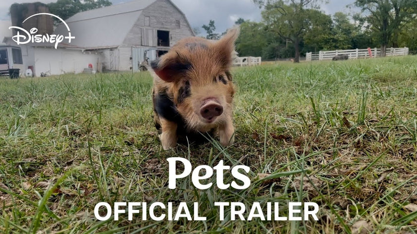 Pets | Official Trailer