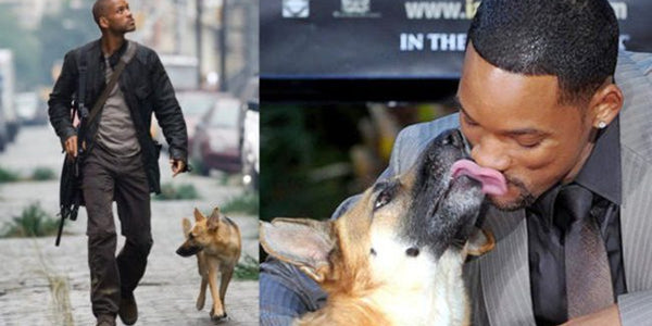 Heartwarming! Will Smith Loved His Dog from I Am Legend So Much That He Wanted to Adopt Her