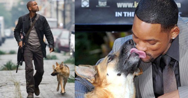 Heartwarming! Will Smith Loved His Dog from I Am Legend So Much That He Wanted to Adopt Her