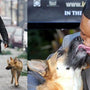 Heartwarming! Will Smith Loved His Dog from I Am Legend So Much That He Wanted to Adopt Her