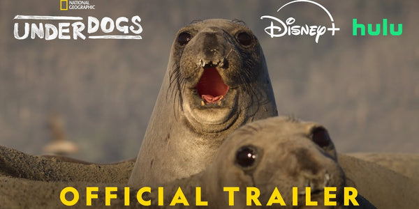 Underdogs on NatGeo | Official Trailer