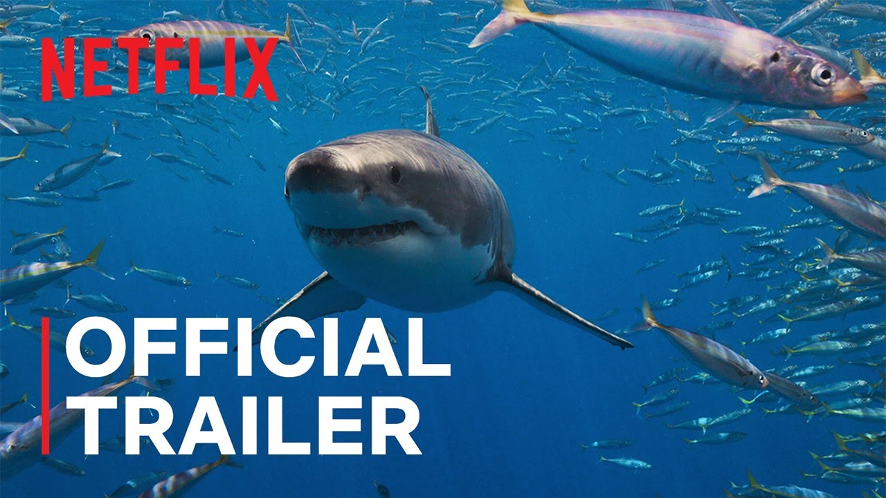 All the Sharks | Official Trailer