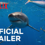 All the Sharks | Official Trailer
