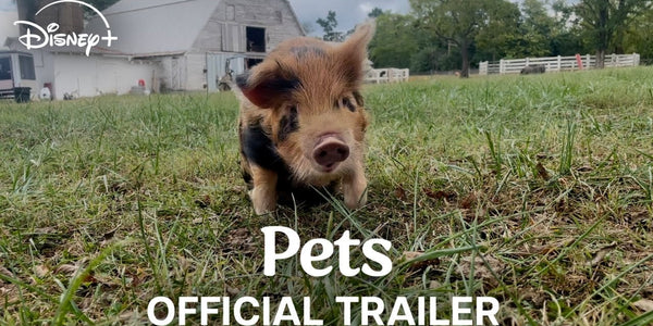 Pets | Official Trailer