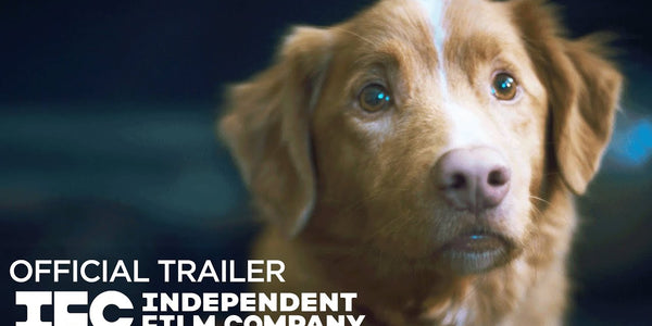 Good Boy - Official Trailer