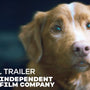 Good Boy - Official Trailer