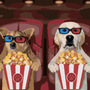 Paint by Numbers - Dogs in the Cinema