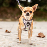 Dog Harness Disney-6