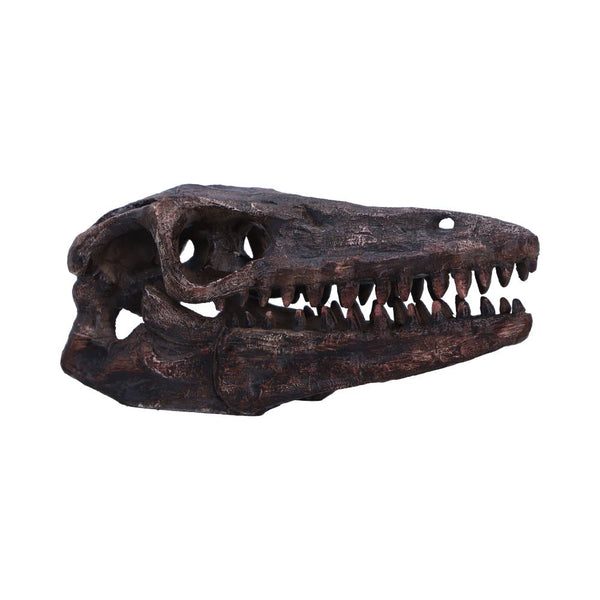 Archaeopteryx Skull 18cm